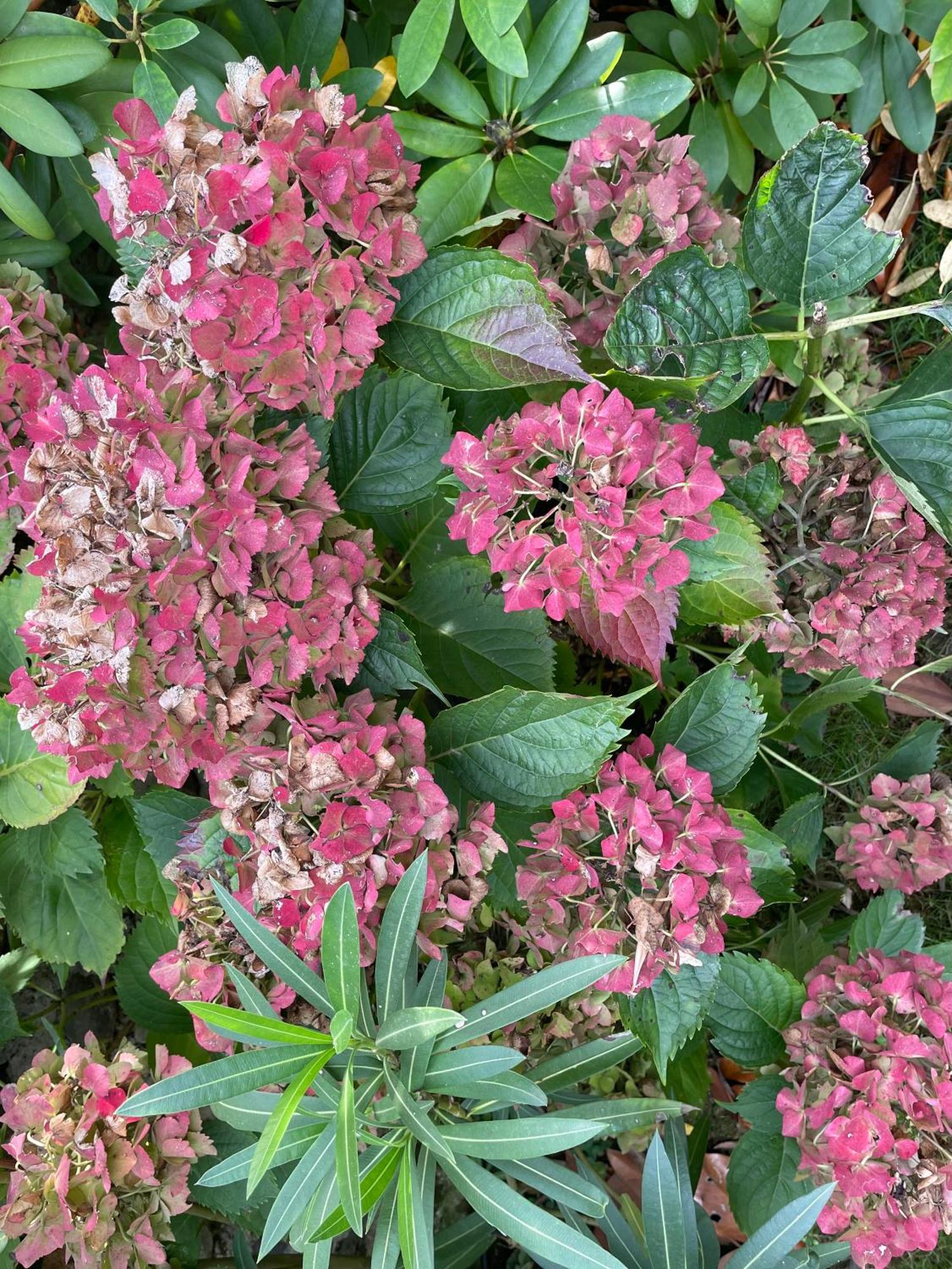 Les Hortensias Espoey ภายนอก รูปภาพ